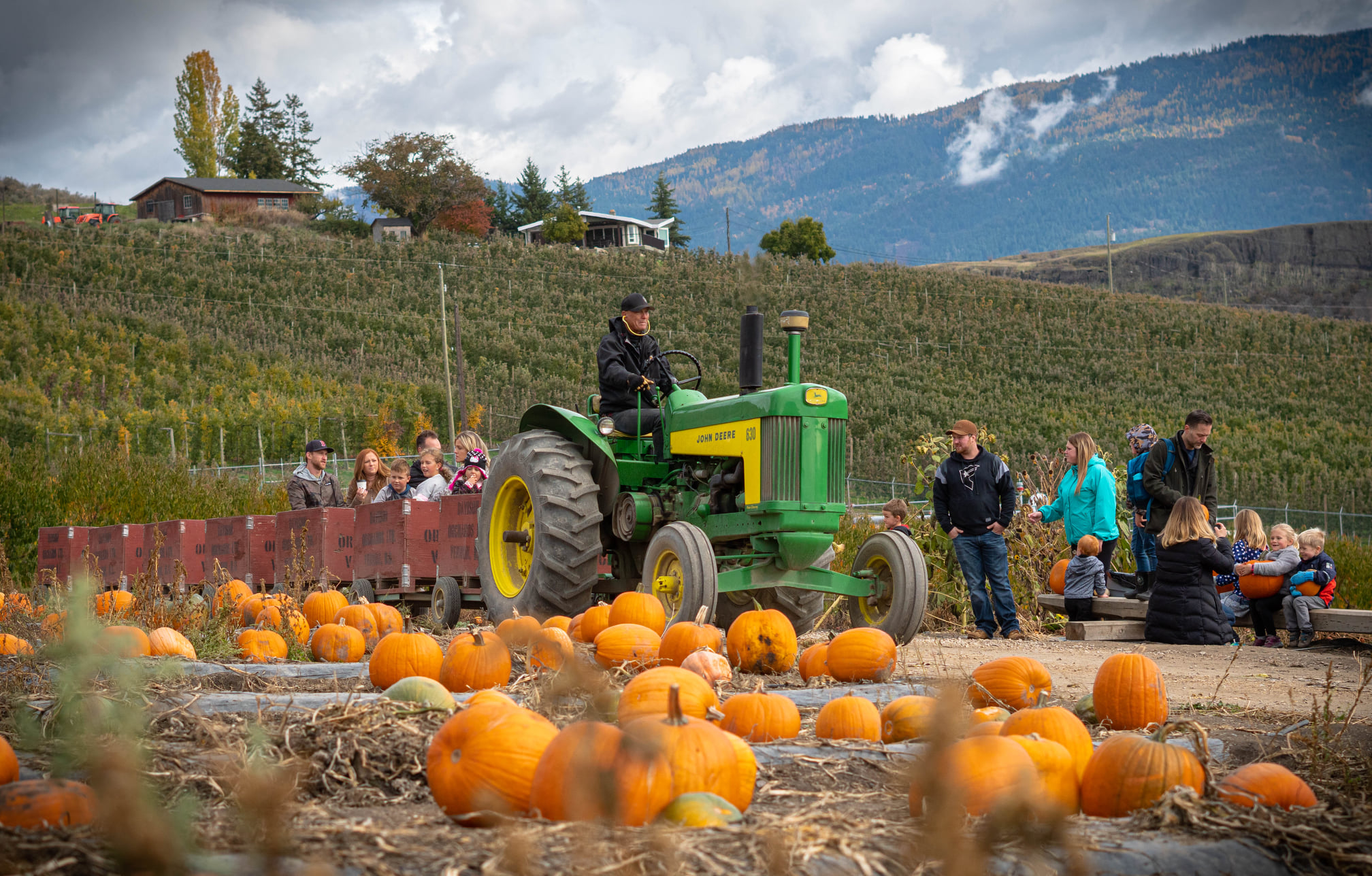 Tractor in a pumpkin field and guests