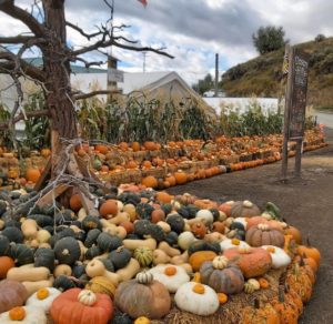 Multiple pumpkins outside
