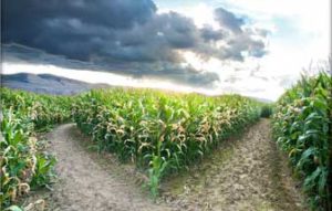 Corn field 